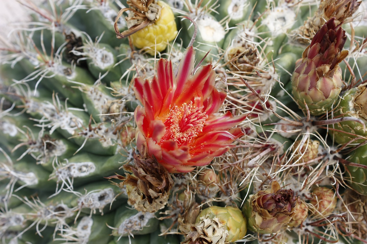 cactus  usa  national park free photo