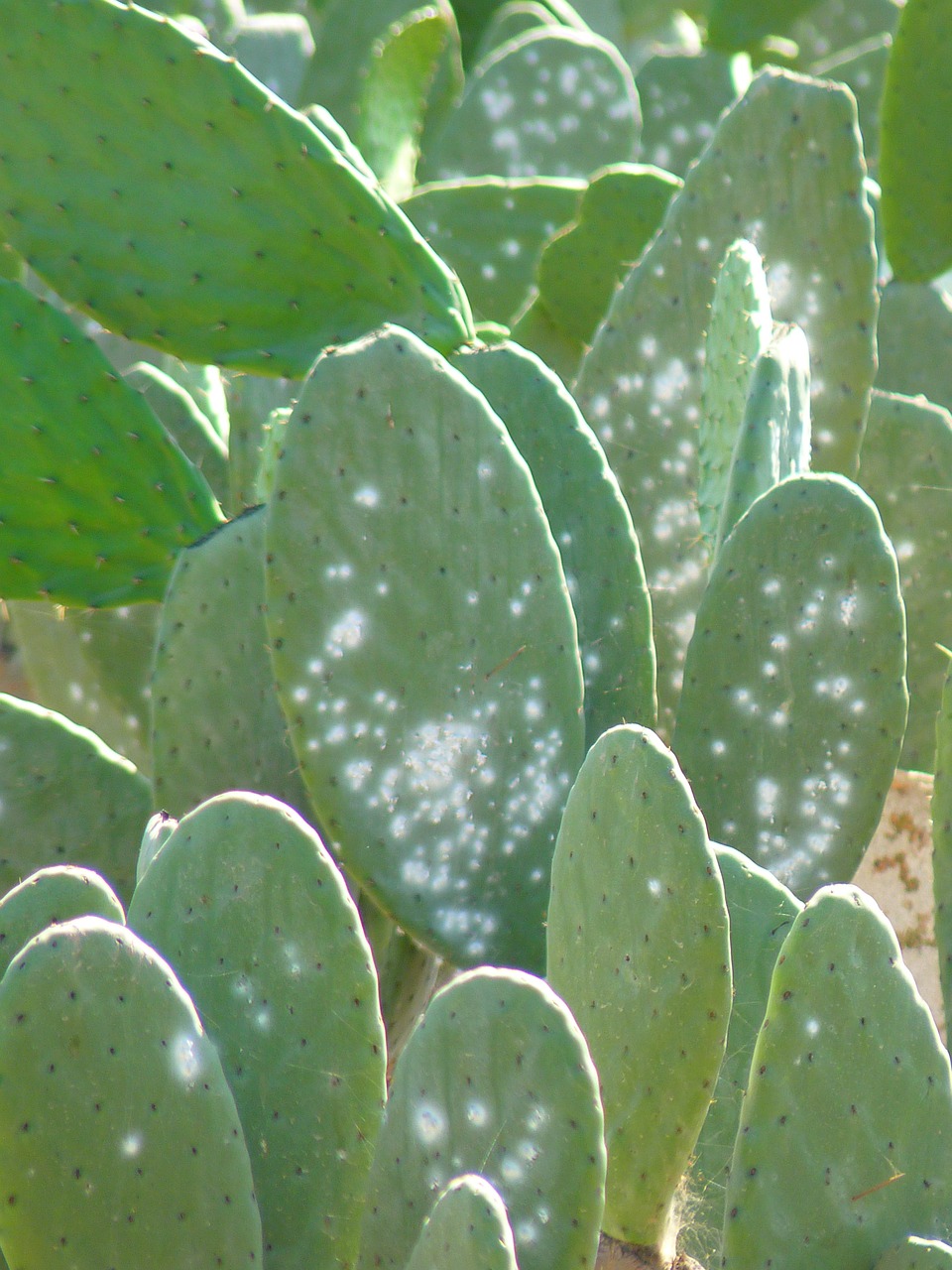 cactus plant spur free photo