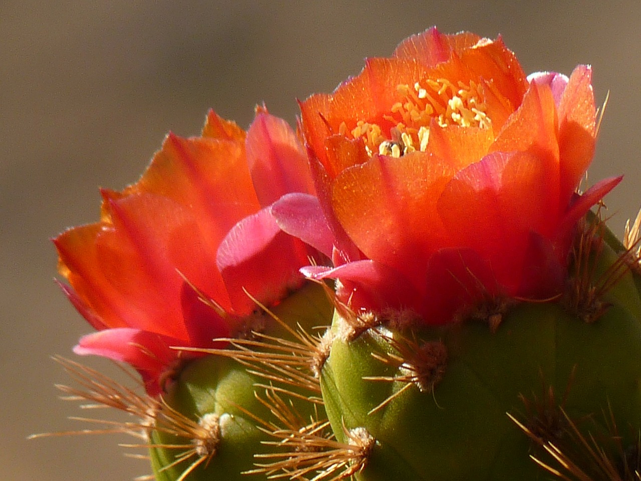 cactus blossom bloom free photo