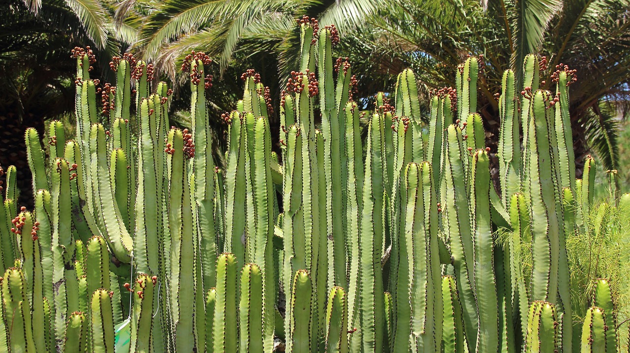 cactus canarian spurge euphorbia canariensis free photo