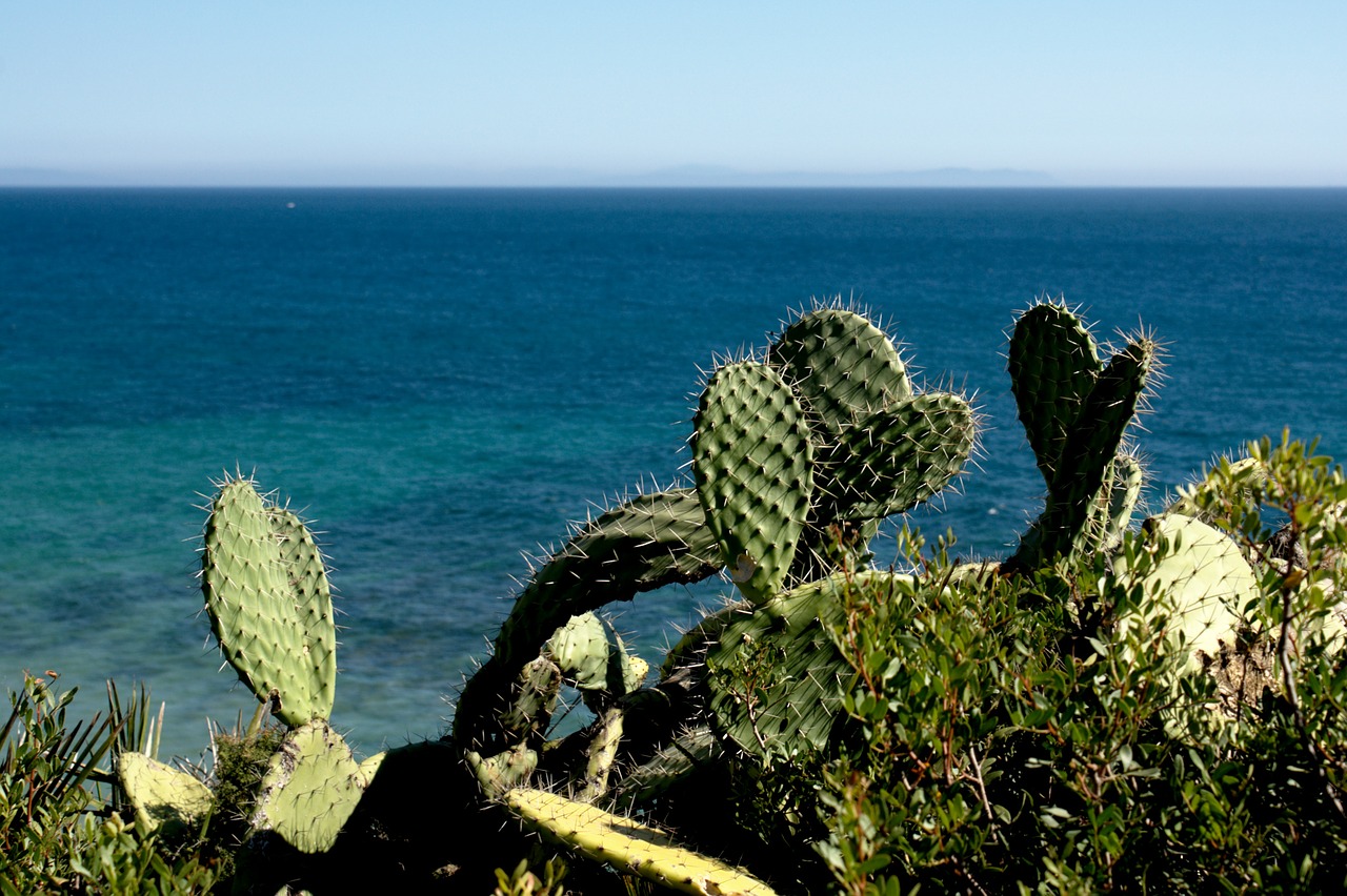 cactus nature summer free photo