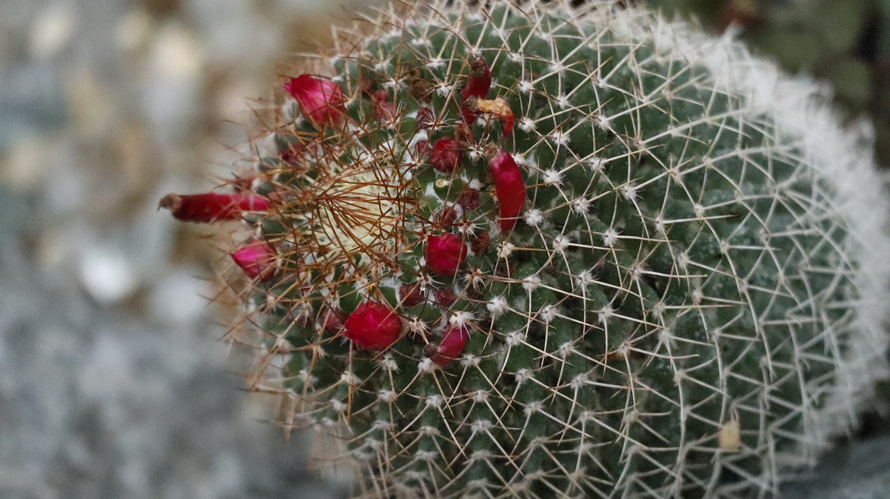 cactus  plant  nature free photo