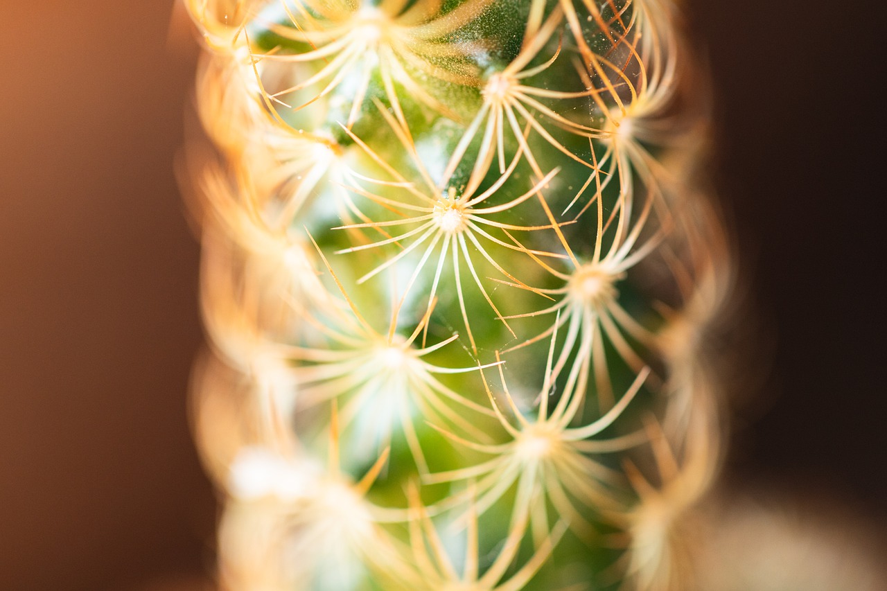 cactus  desert  plant free photo