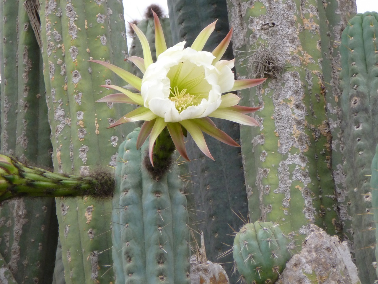 cactus bloom large free photo