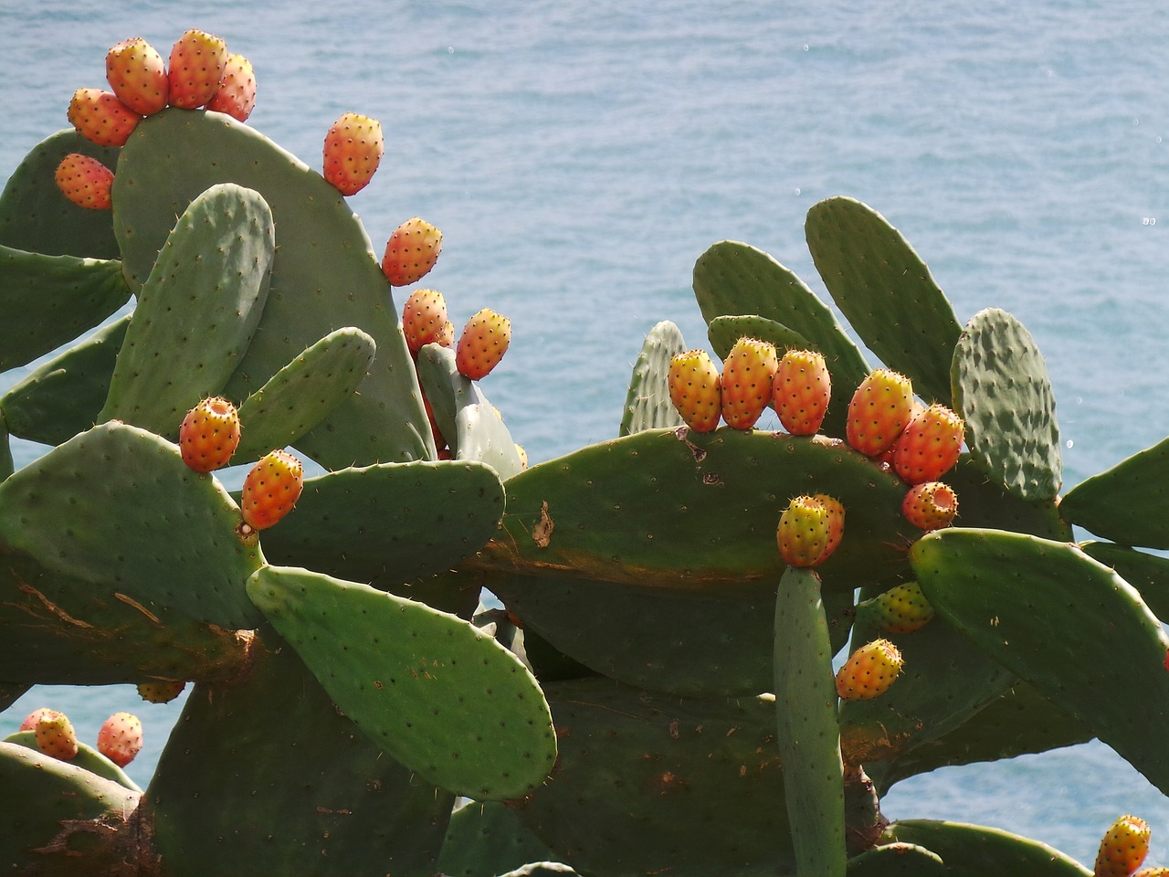 cactus fruit pear cactus free photo