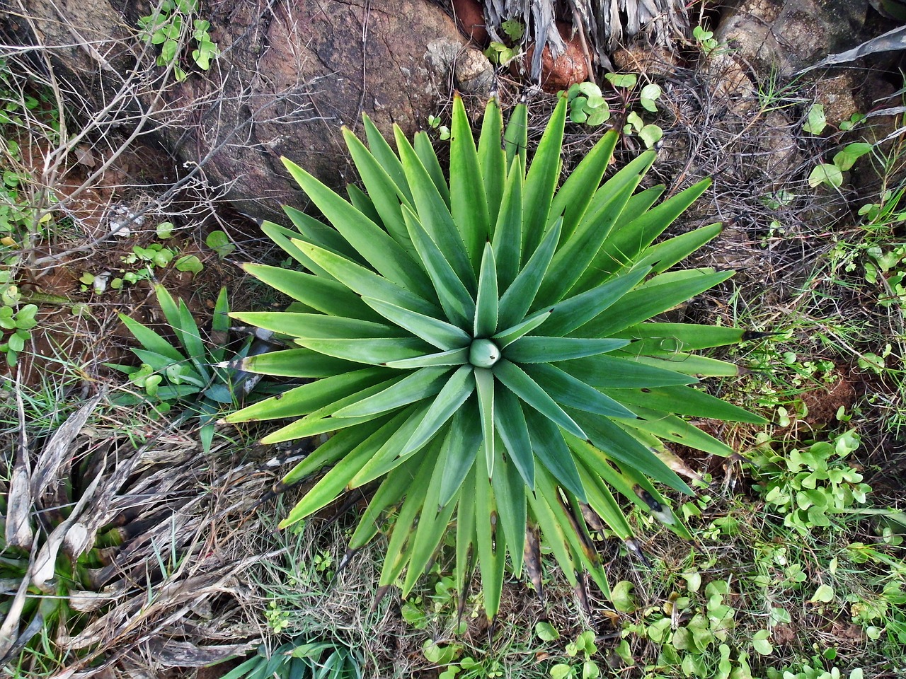 cactus plant nature free photo