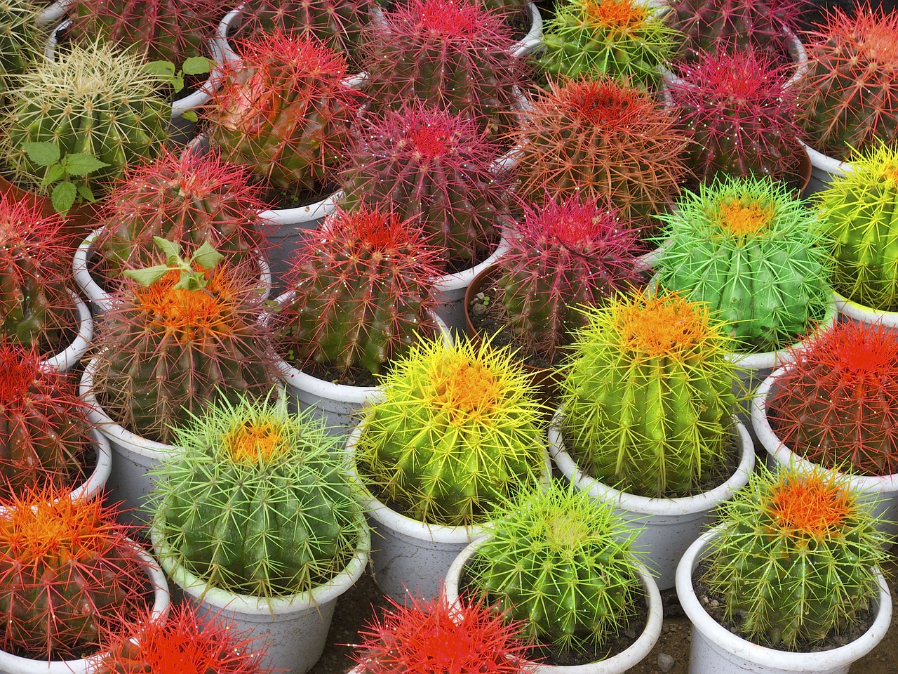 cactus pots thorns free photo