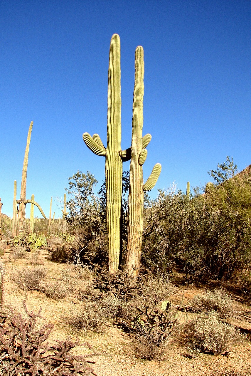 cactus arizona forest free photo