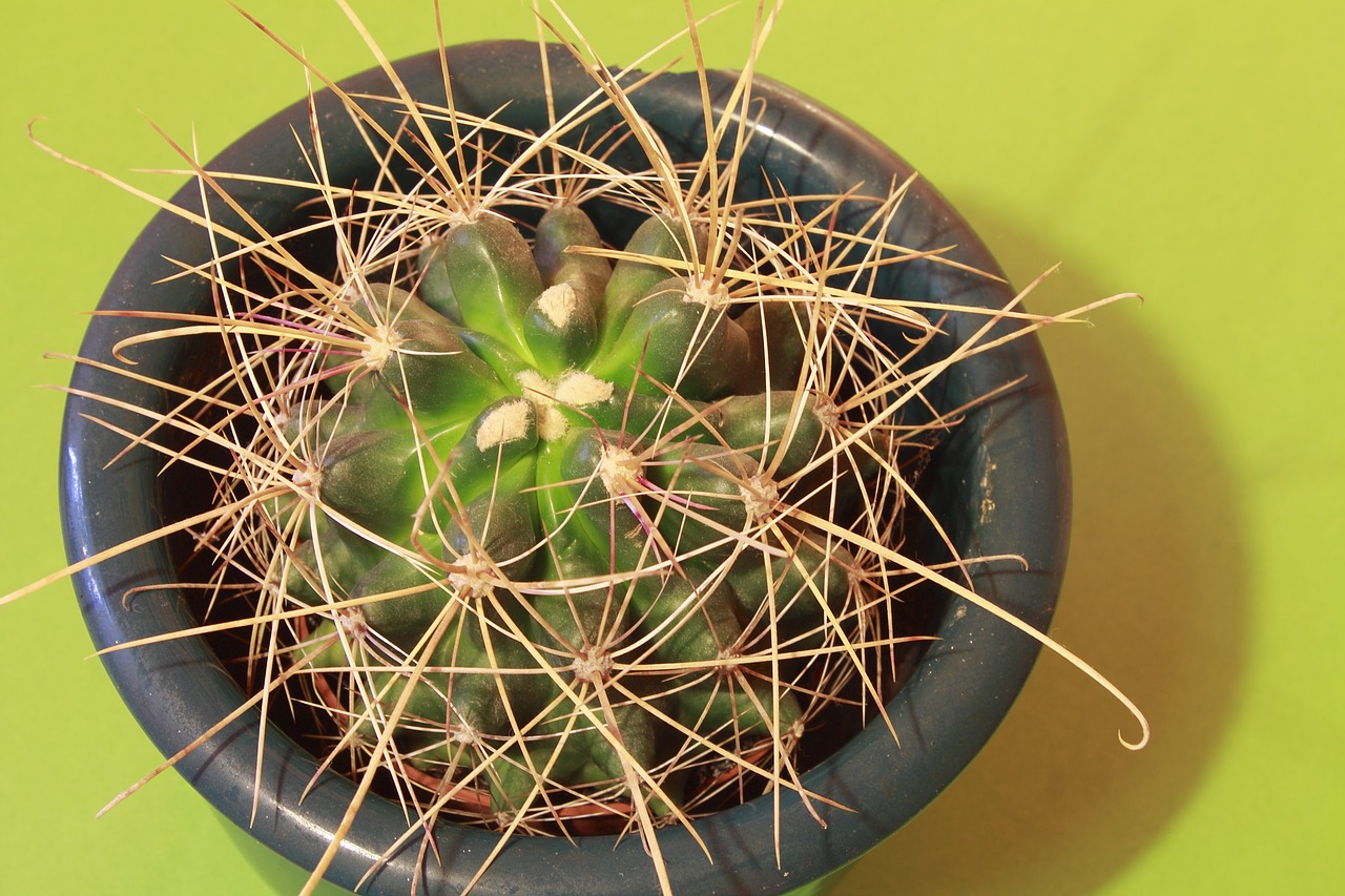 cactus plant thorns free photo