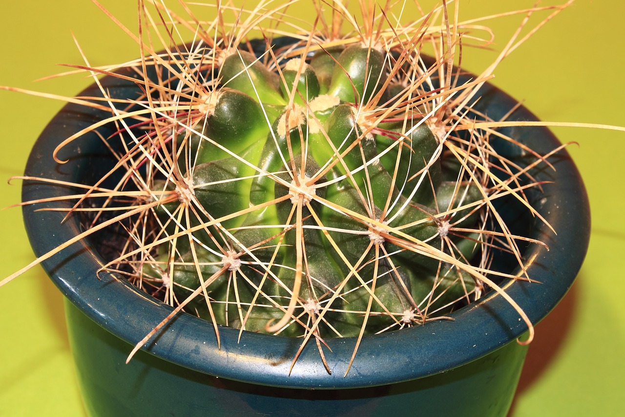 cactus plant thorns free photo