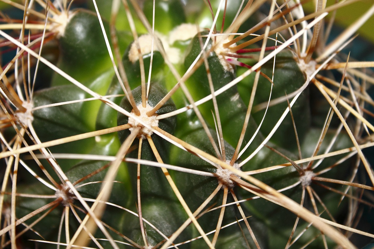 cactus plant thorns free photo