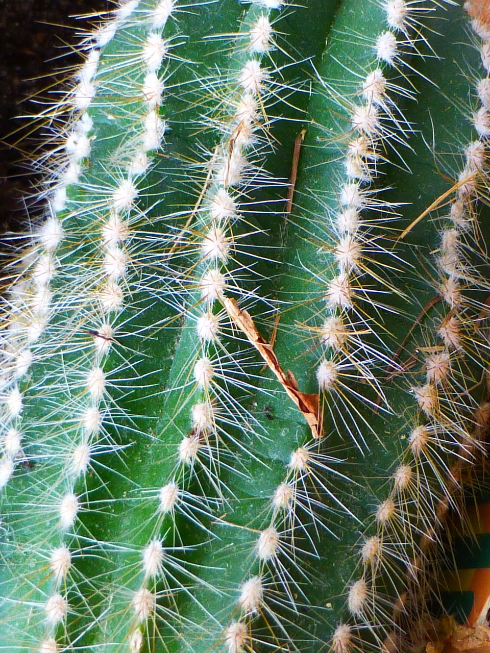 cactus prickly green free photo