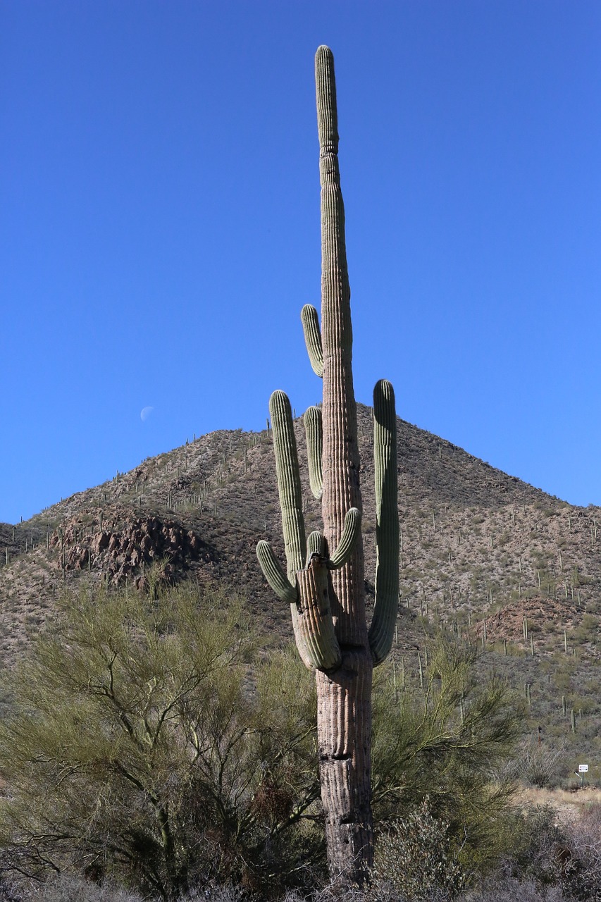 cactus tuscon arizona free photo