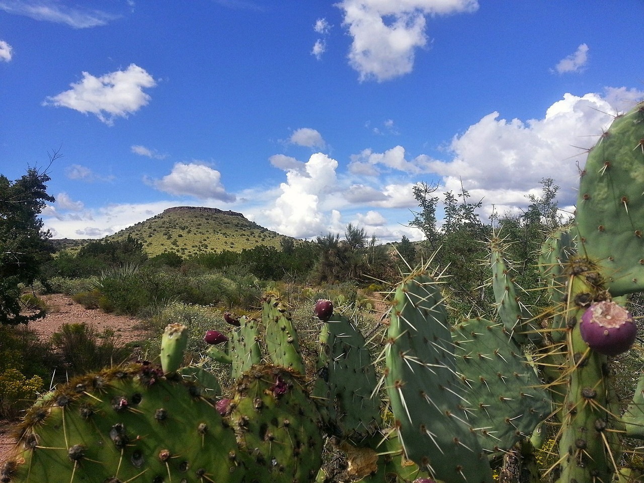 cactus desert sedona free photo