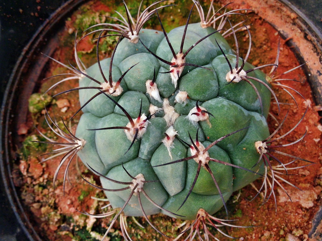cactus ball plant free photo