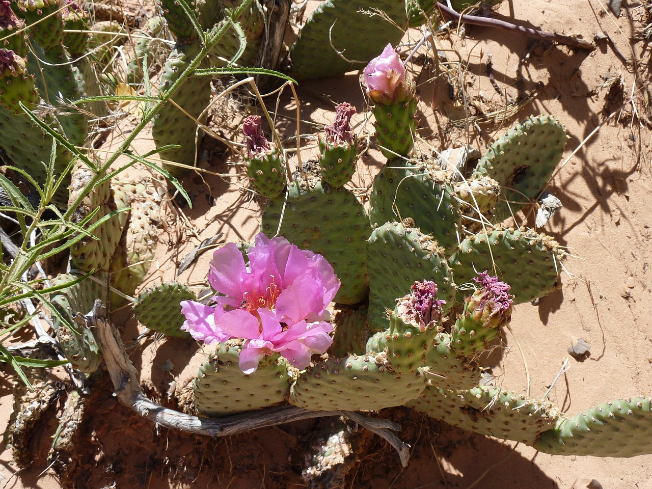 cactus desert blossom free photo