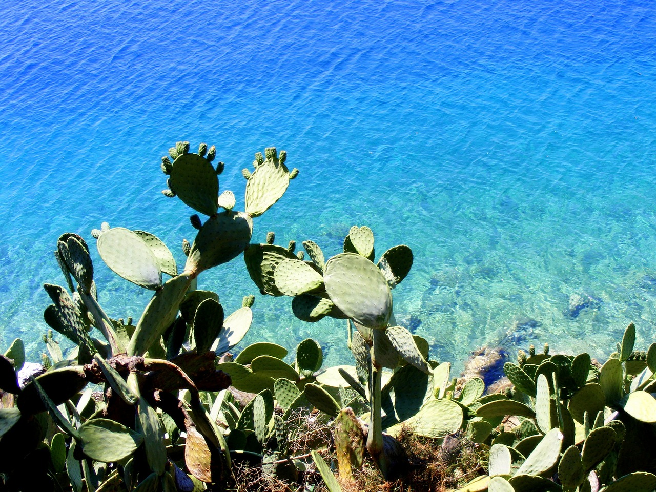 cactus water great free photo