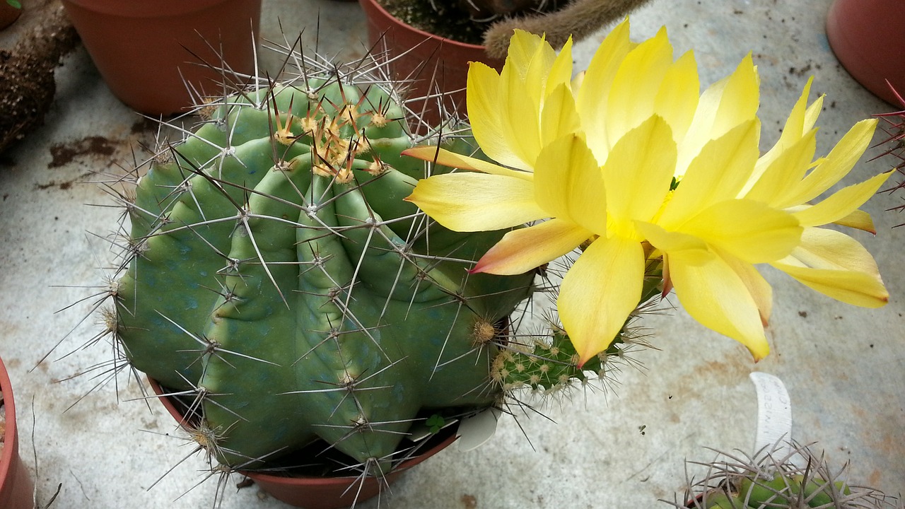 cactus echinocereus flower free photo