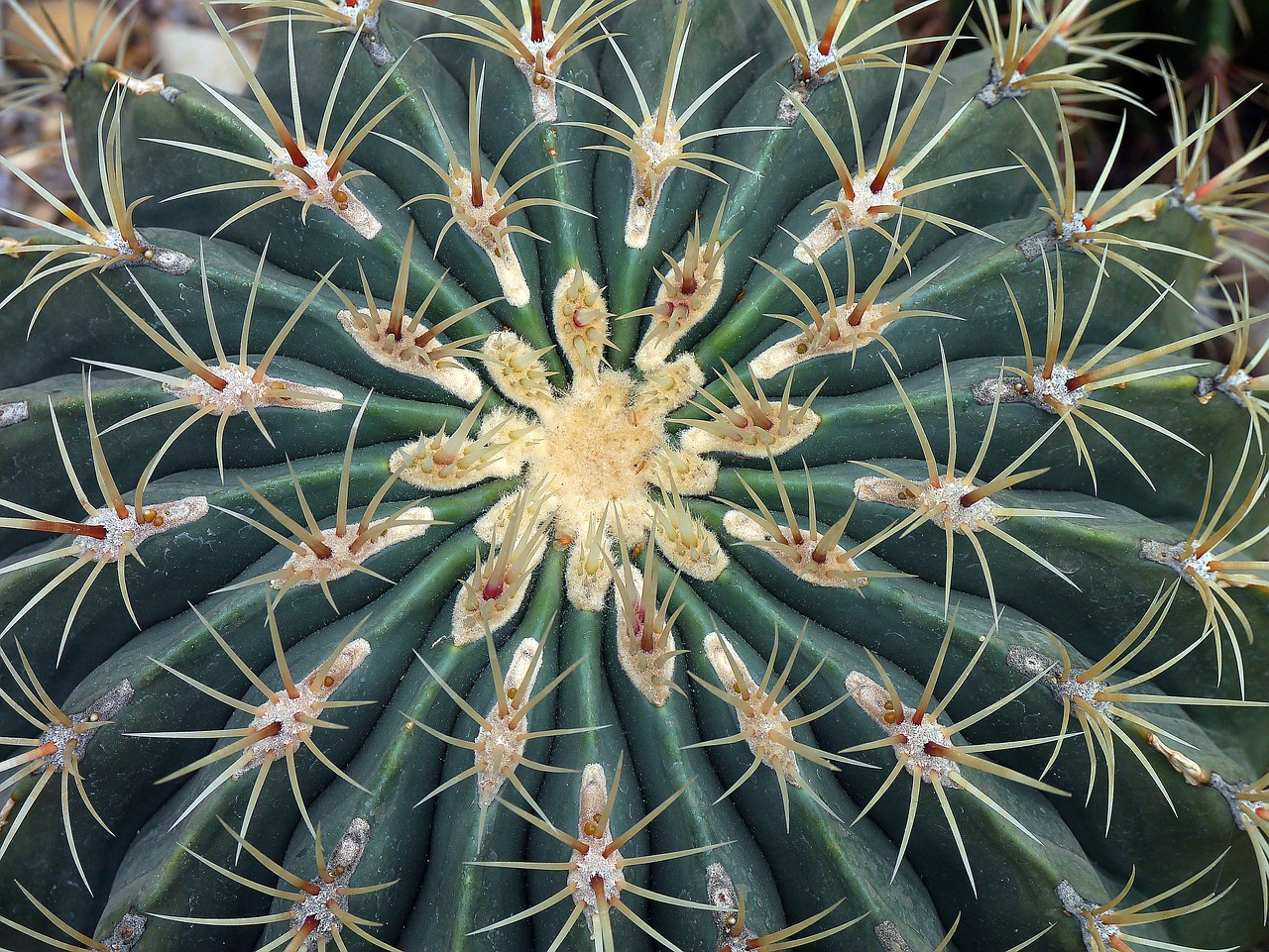 cactus prickly thorn free photo