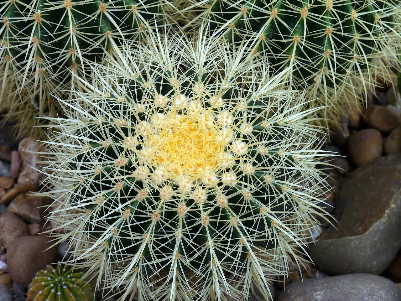 cactus prickly thorn free photo