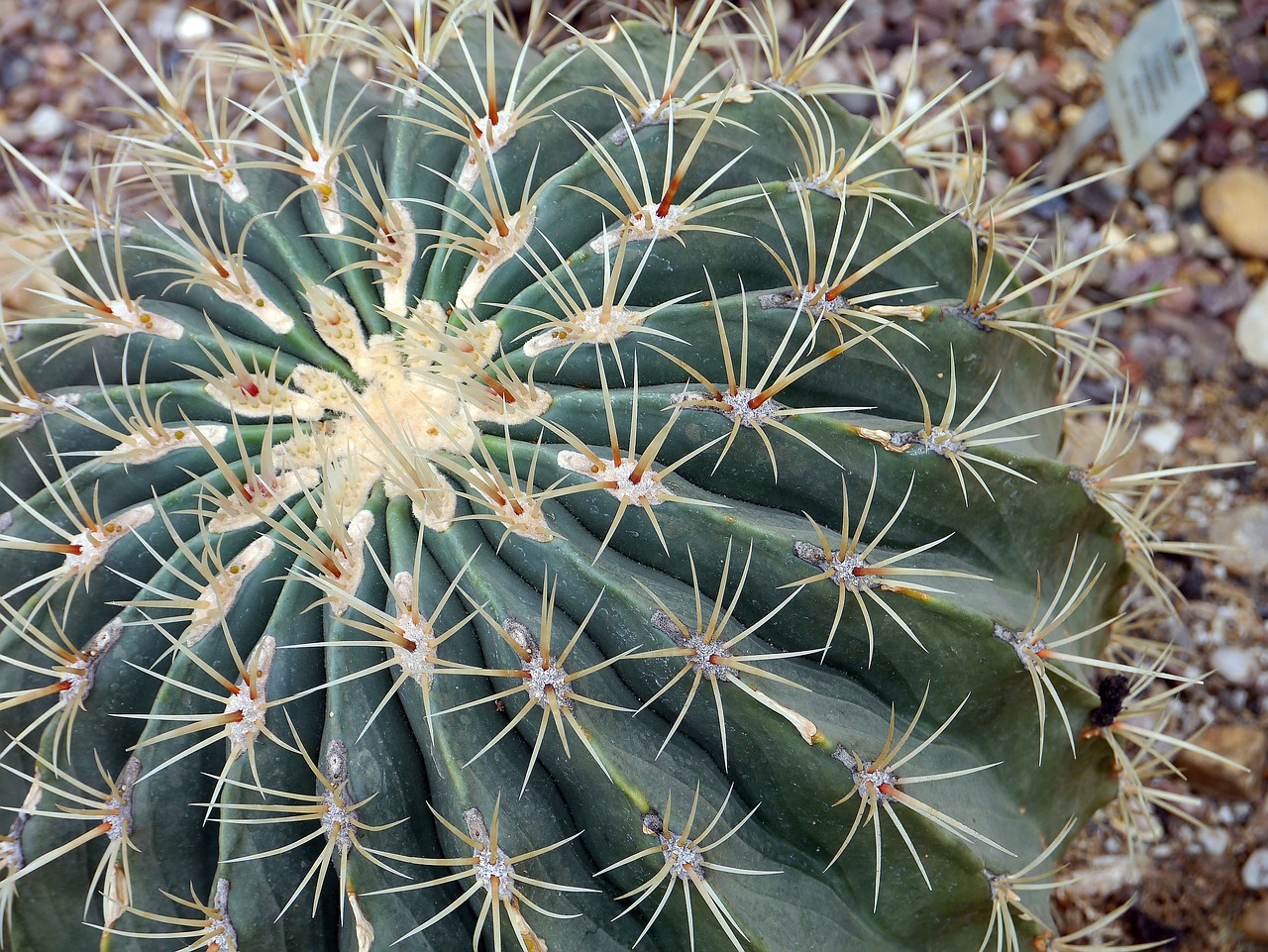 cactus prickly thorn free photo