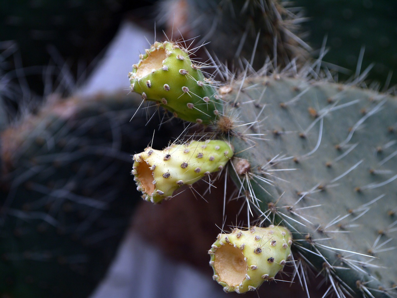 cactus prickly thorn free photo