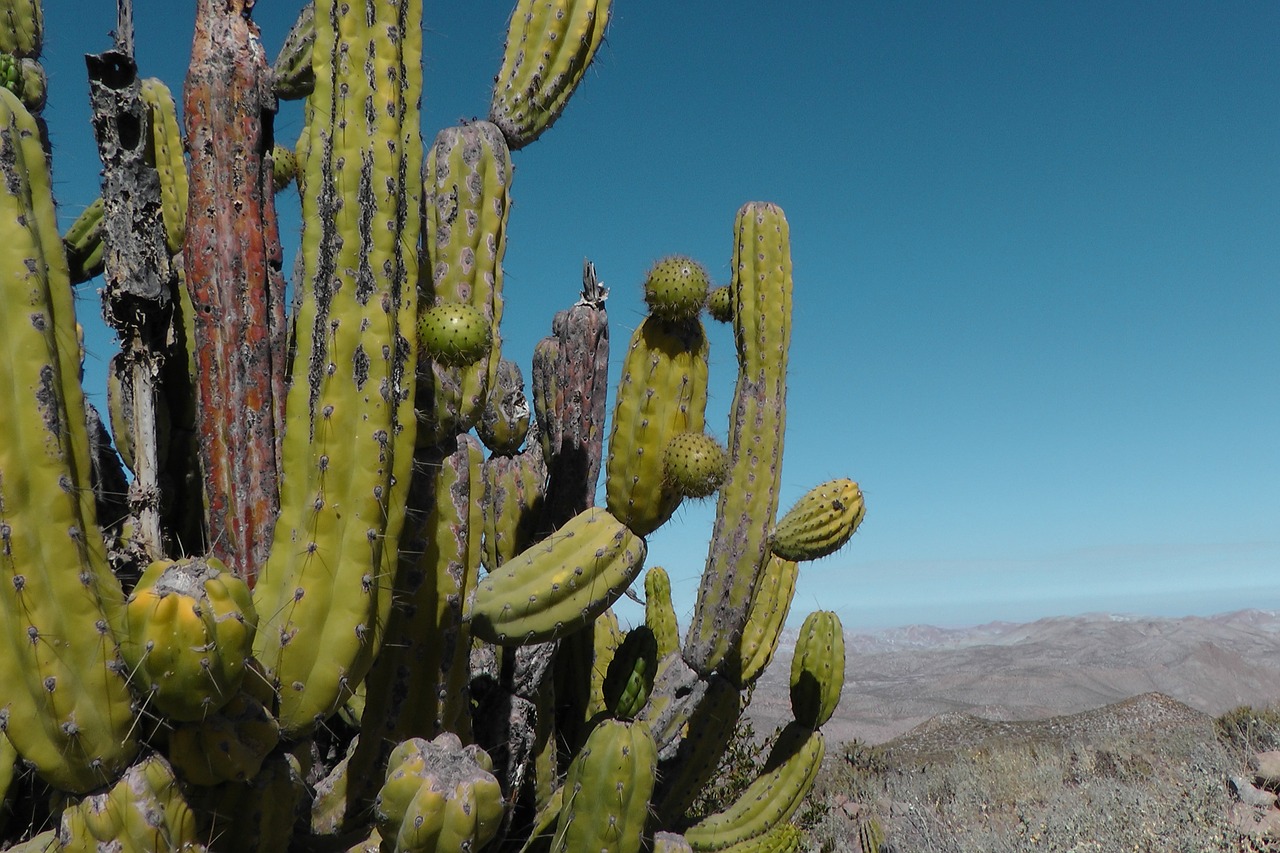 cactus peru andes free photo