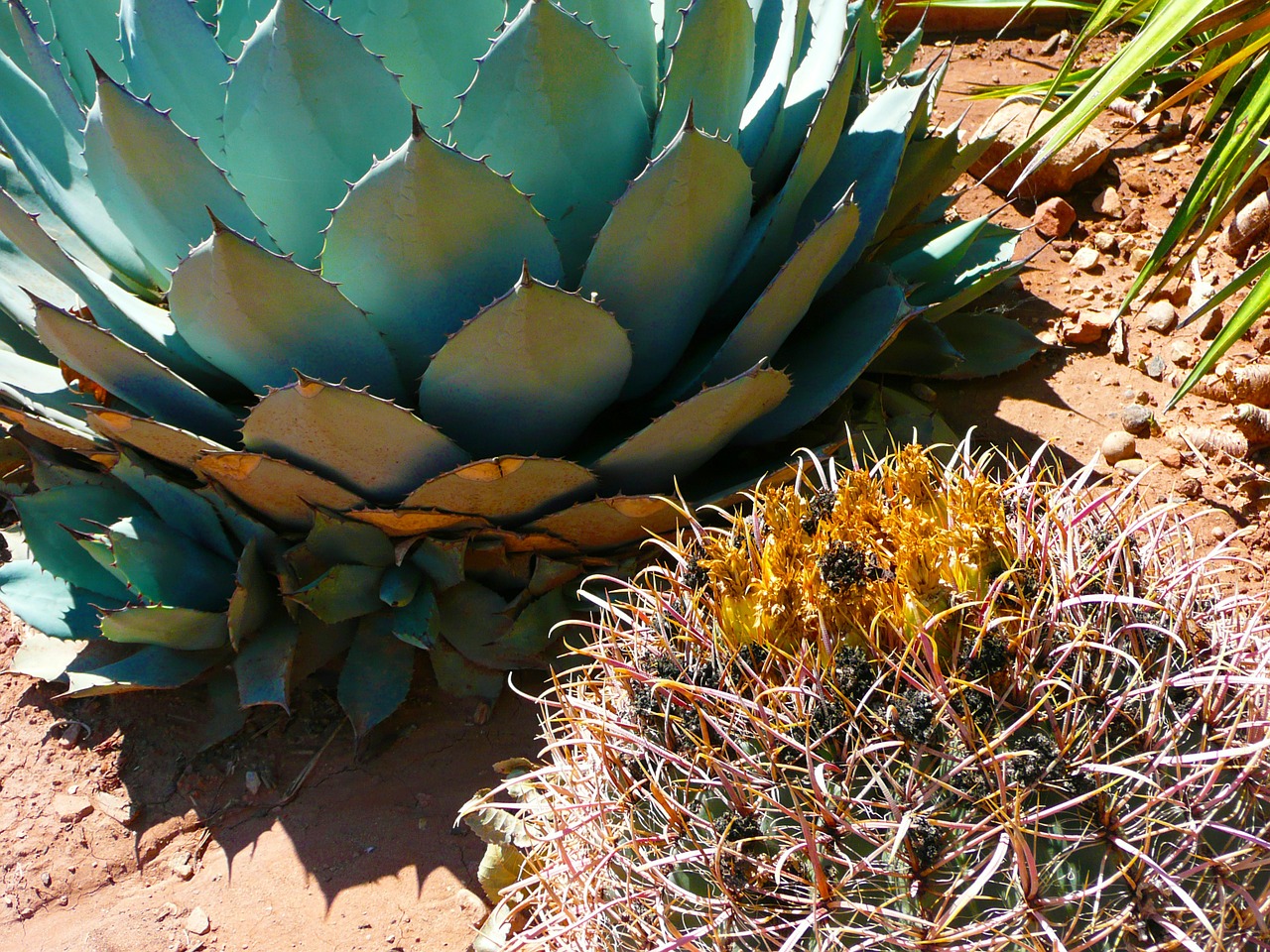 cactus agave pita free photo