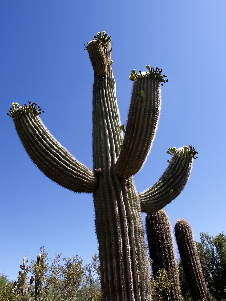 cactus,giant,desert,blue,sky,nature,plant,free pictures, free photos, free images, royalty free, free illustrations, public domain