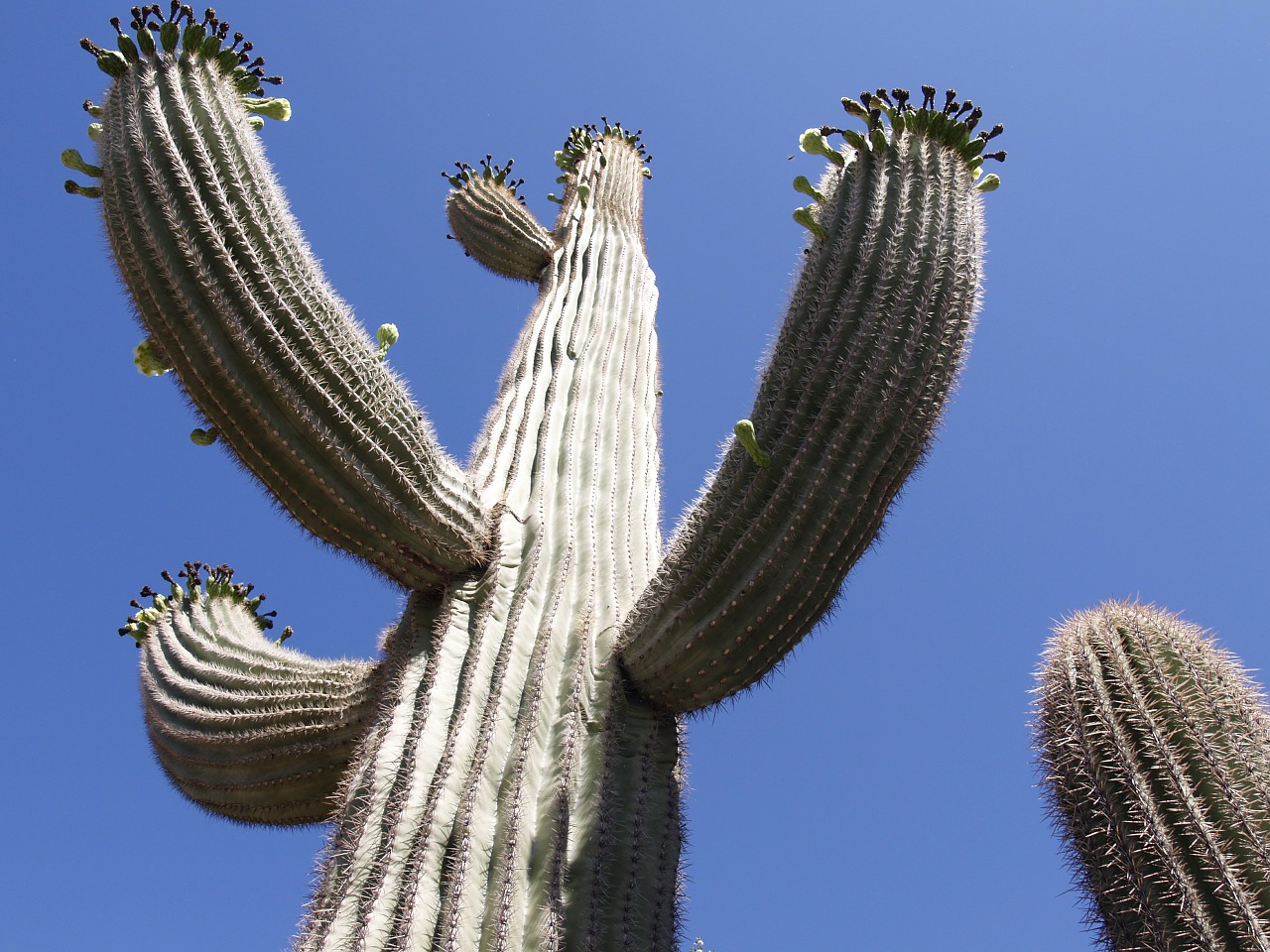 cactus desert arizona free photo