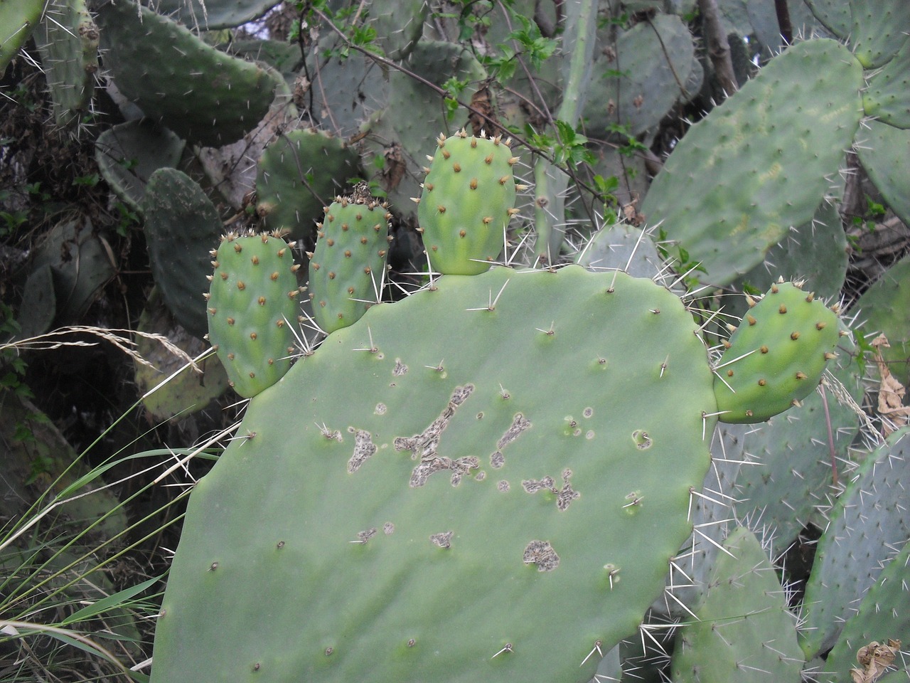 cactus plants nature free photo