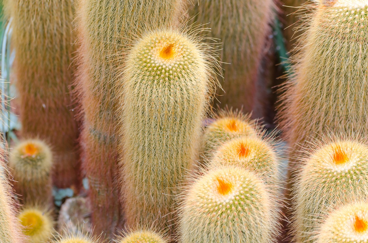 cactus desert plant succulent free photo