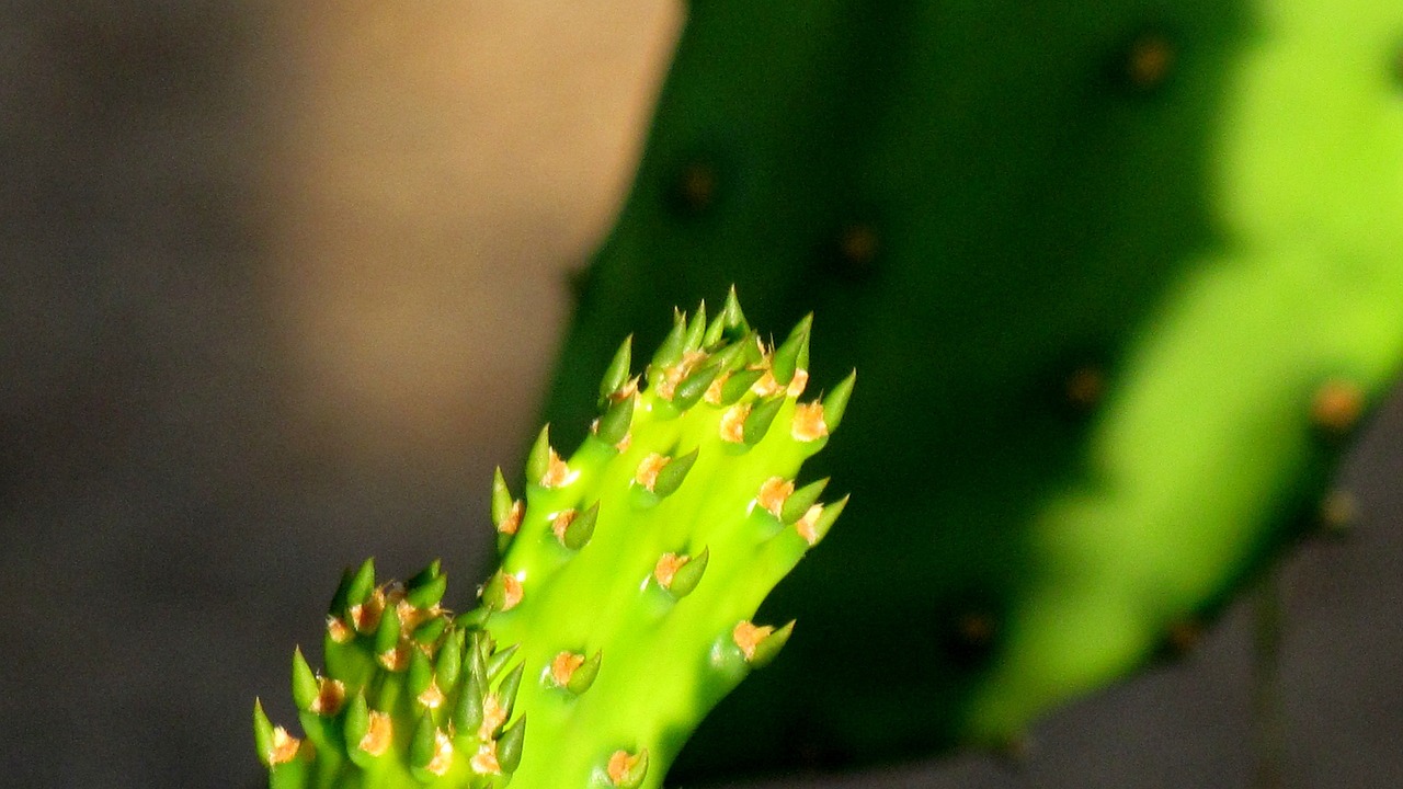 cactus green prickly free photo