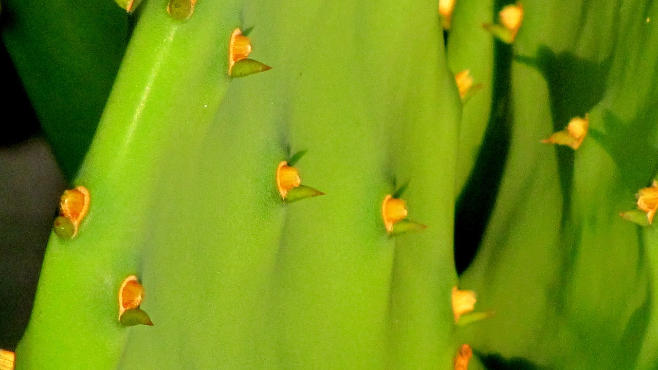 cactus green prickly free photo