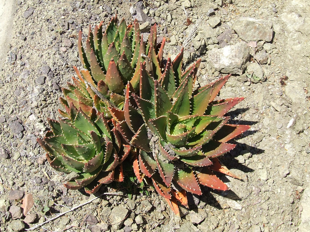 cactus survival stone free photo