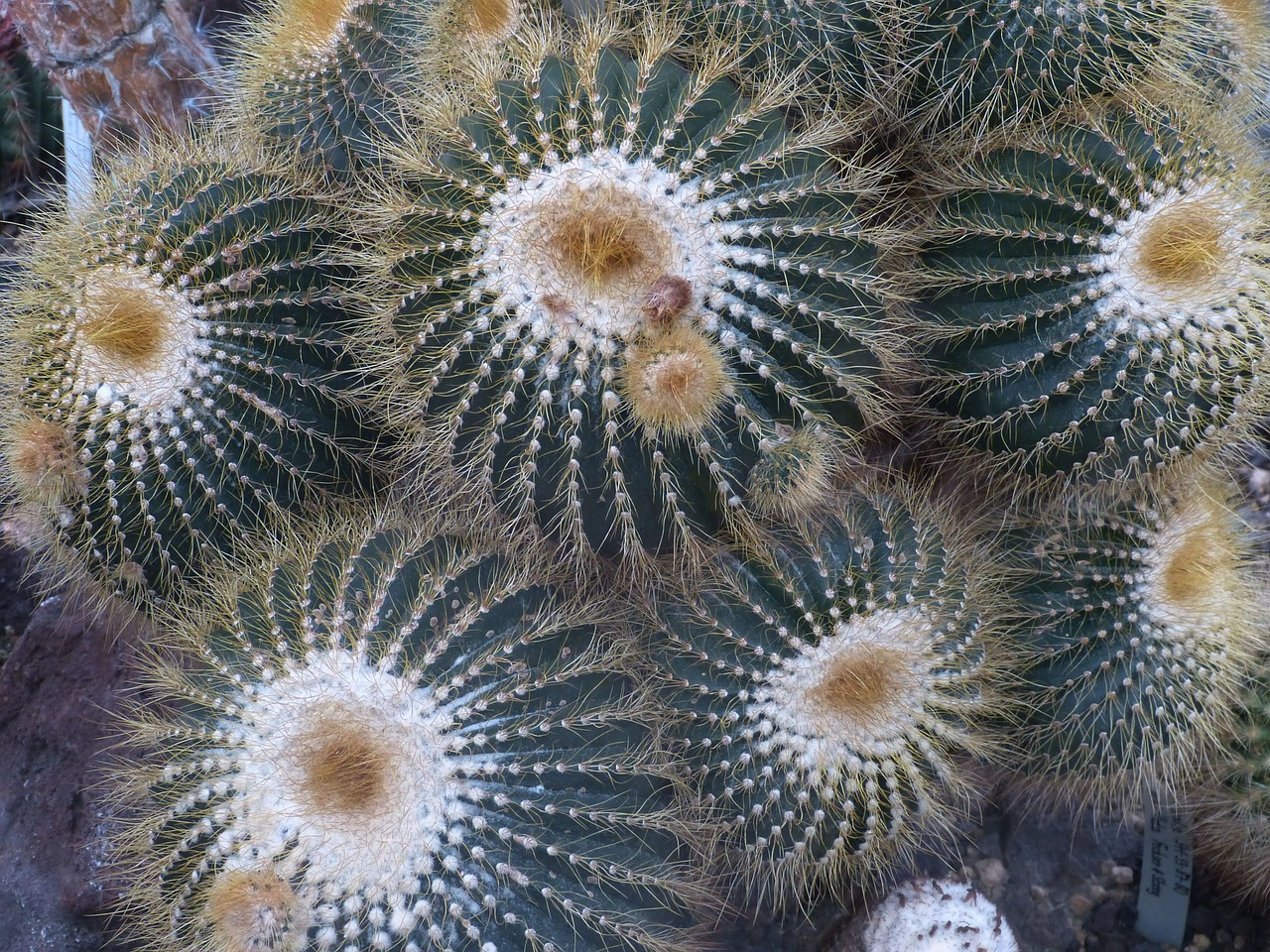 cactus plant prickly free photo