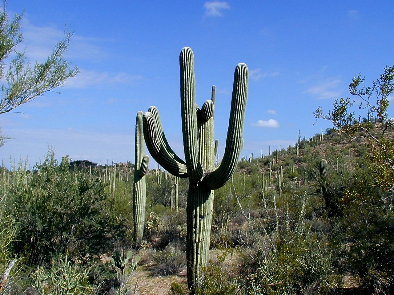 cactus saguaro saguaro national park free photo