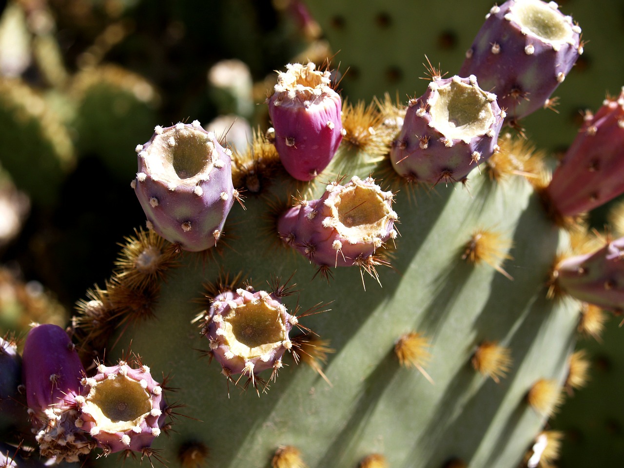 cactus blossom nature free photo