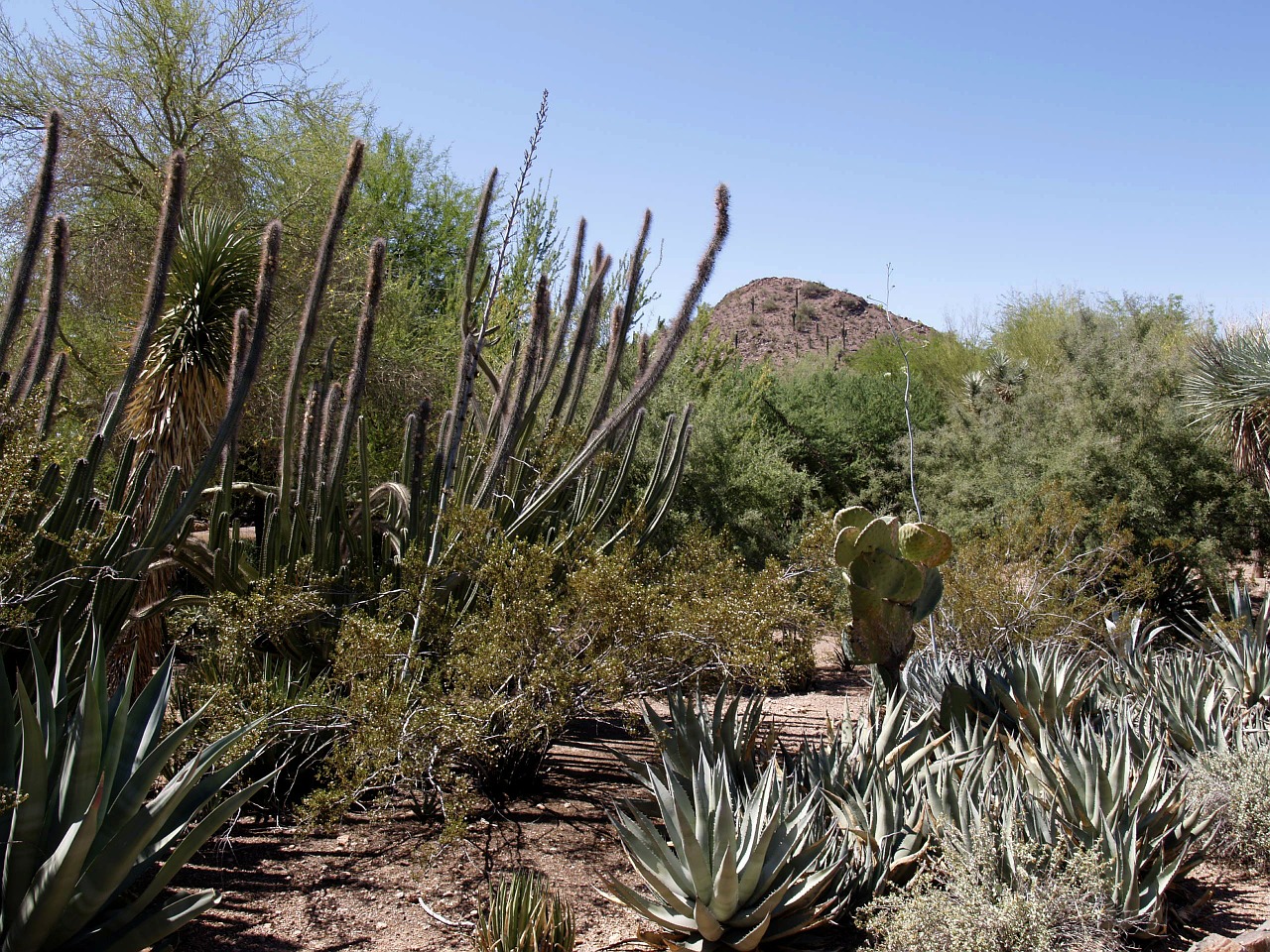 cactus desert landscape free photo