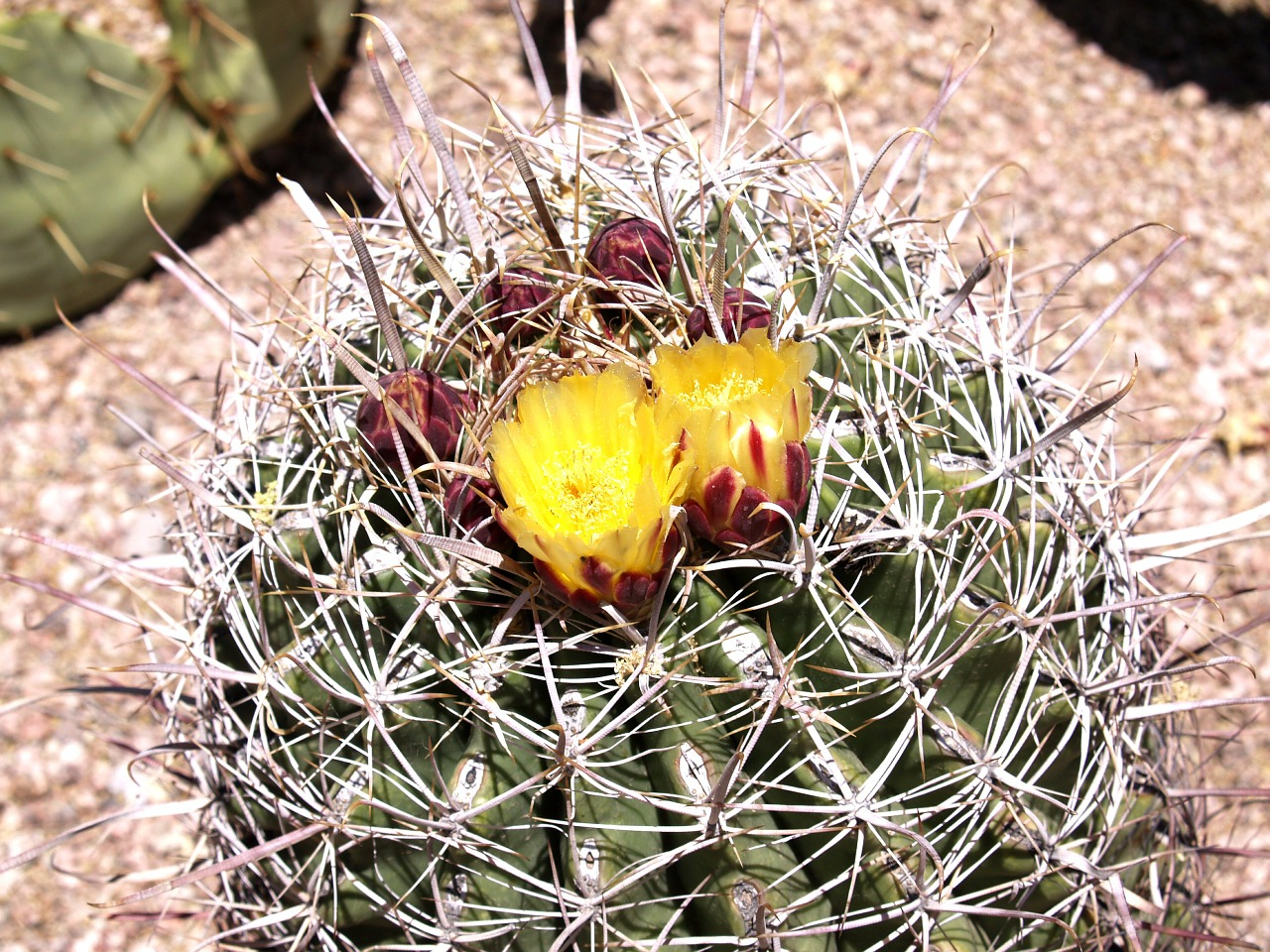 cactus blossom desert free photo
