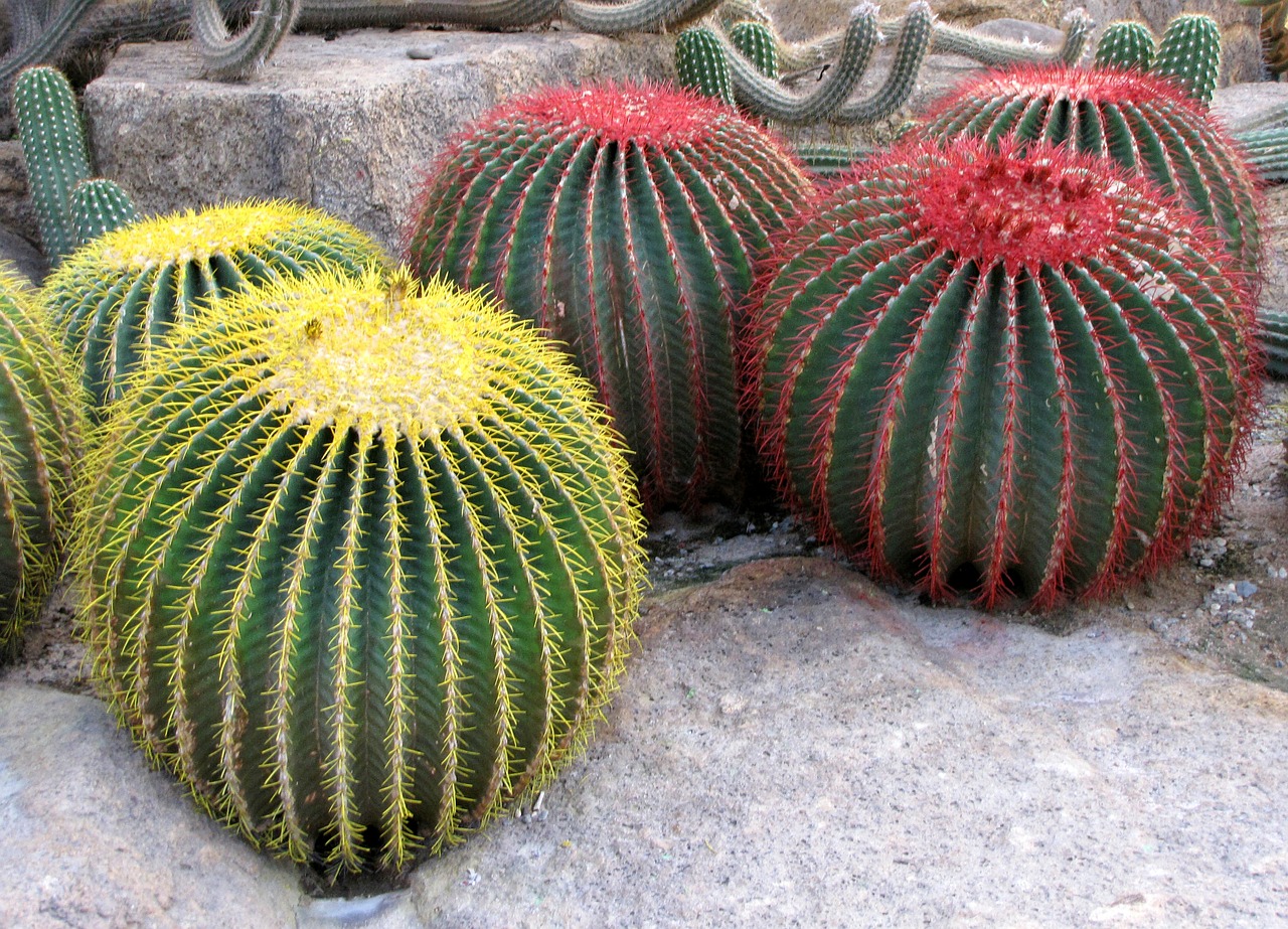 cactus botanical garden nong nooch thailand free photo
