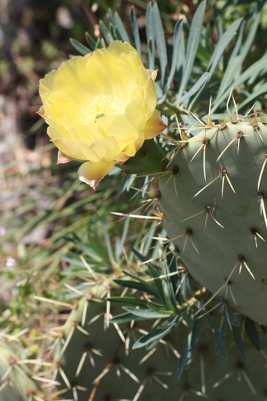 cactus provence nature free photo