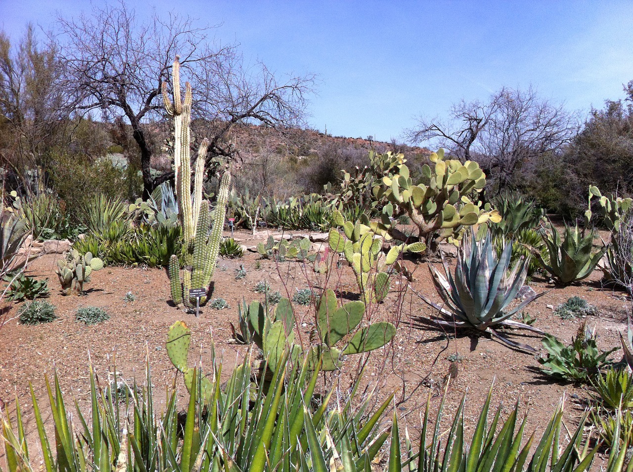cactus desert arizona free photo
