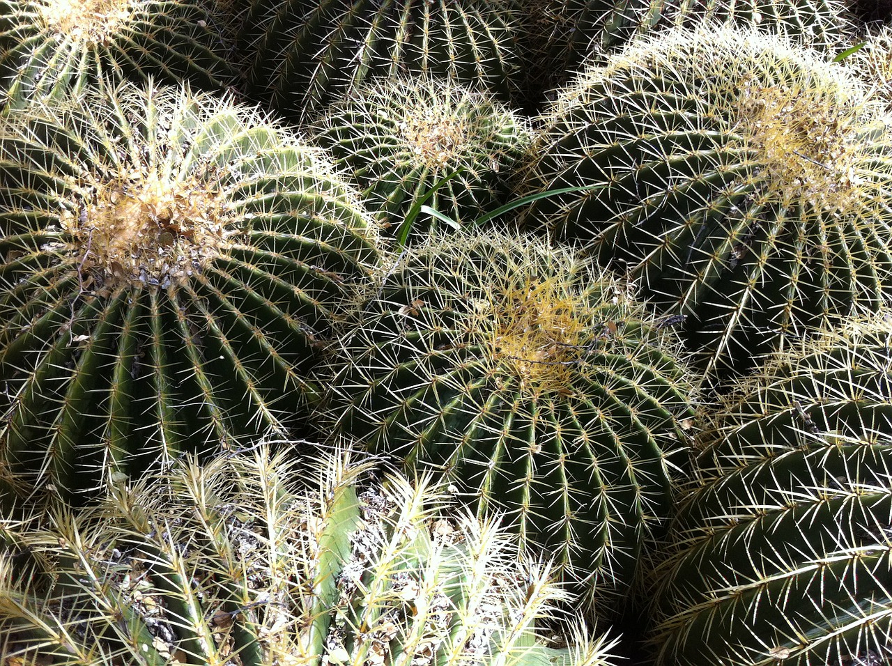 cactus barrel catcus desert free photo