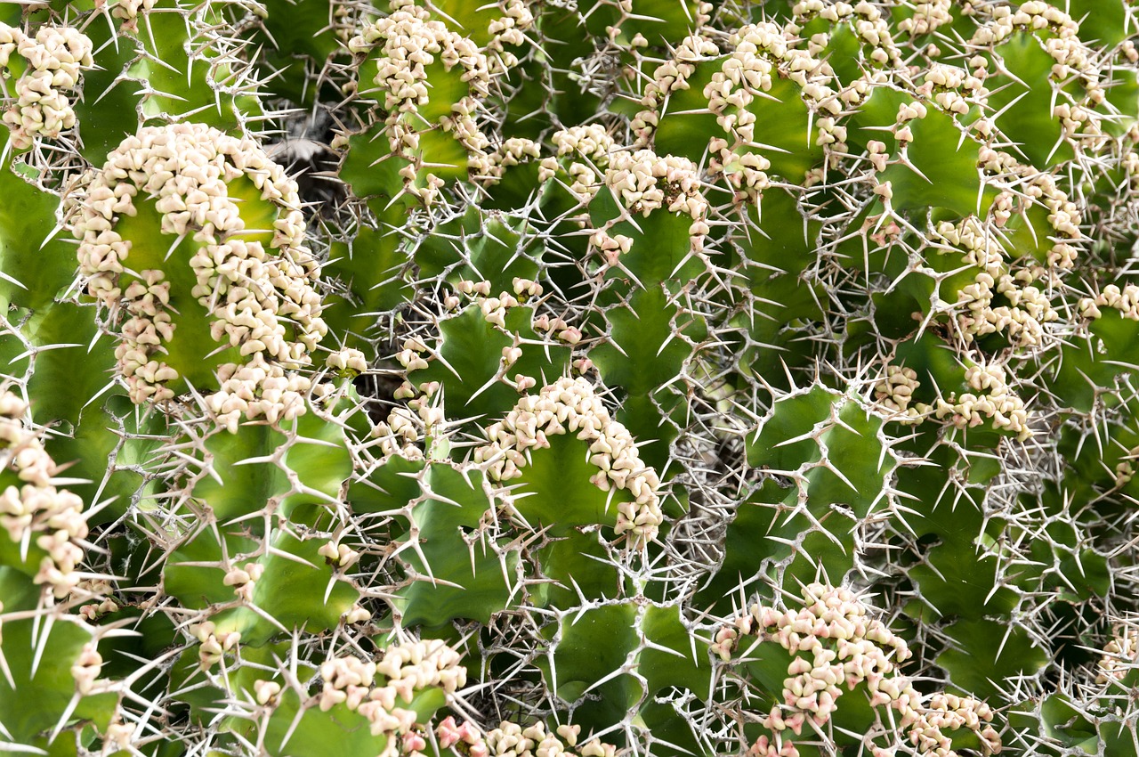 cactus plant pattern free photo