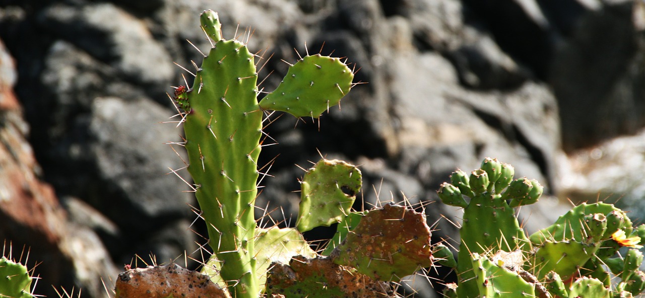 cactus landscape nature free photo