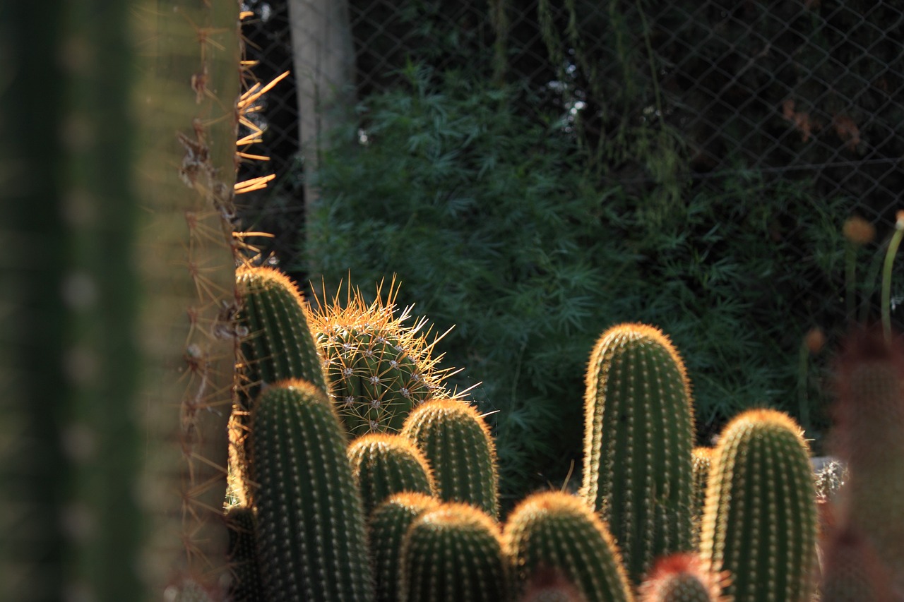 cactus thorns desert free photo