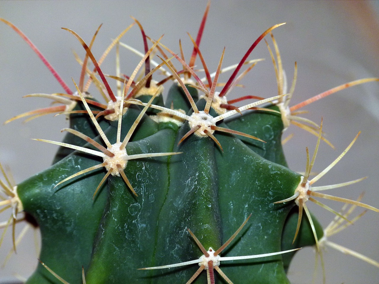 cactus succulent plant free photo