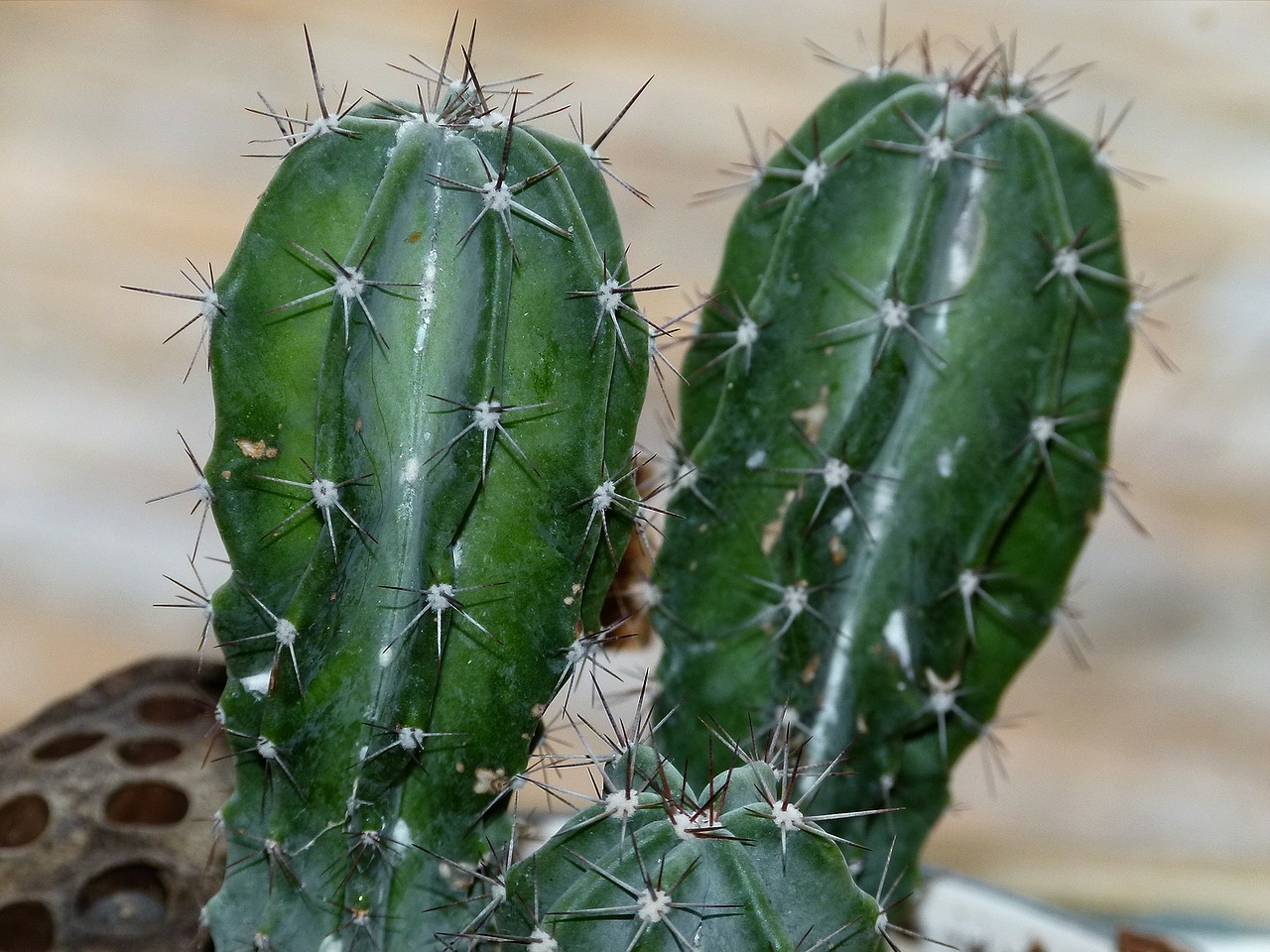 cactus succulent nature free photo