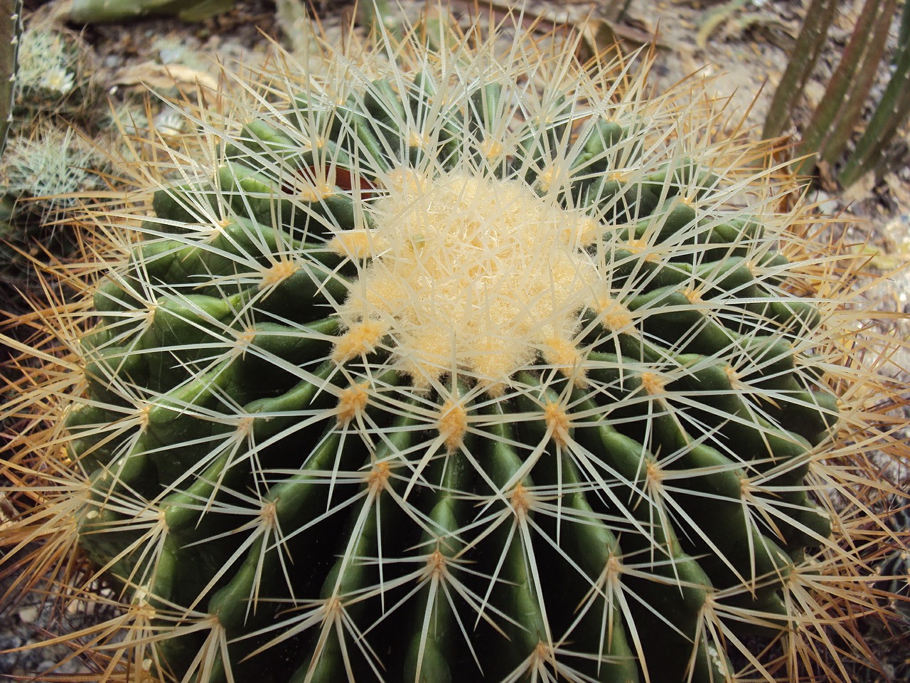 cactus thorns nature free photo